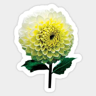 Dahlia Mulloys Moment Sticker